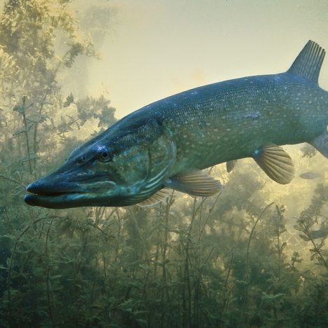 Undgå det slimede mareridt ved fiskedammen