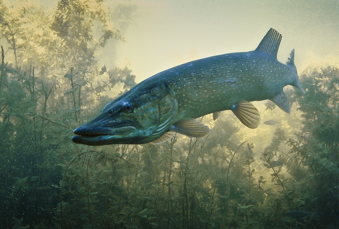 Et undervandsfotografi af en gedde, der svømmer blandt vandplanter. Billedet viser gedden i sit naturlige habitat med en tåget, atmosfærisk kvalitet. Hele fiskens krop er synlig og viser dens torpedoformede krop, karakteristiske plettede mønster og rovfiskprofil, der gør den til en værdsat fangst for lystfiskere.