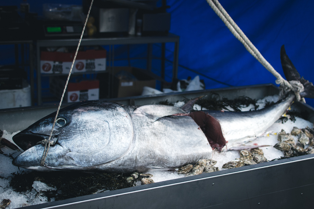 Japansk kuglefisk – måske det sidste du spiser