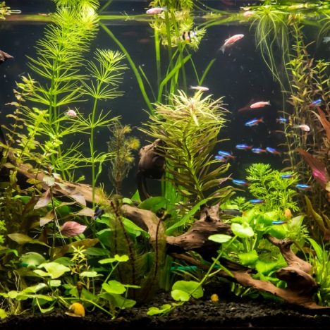 Undgå det slimede mareridt ved fiskedammen