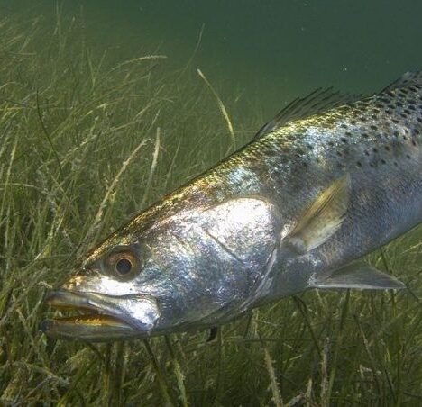 Udstyr til familiens fisketure: Fra børnetøj til fiskegrej