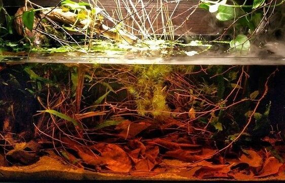 Sortvandsakvarium med mørkt, tanninfarvet vand og løv på bunden