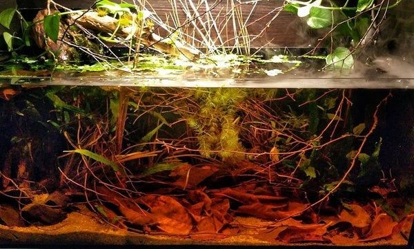 Sortvandsakvarium med mørkt, tanninfarvet vand og løv på bunden